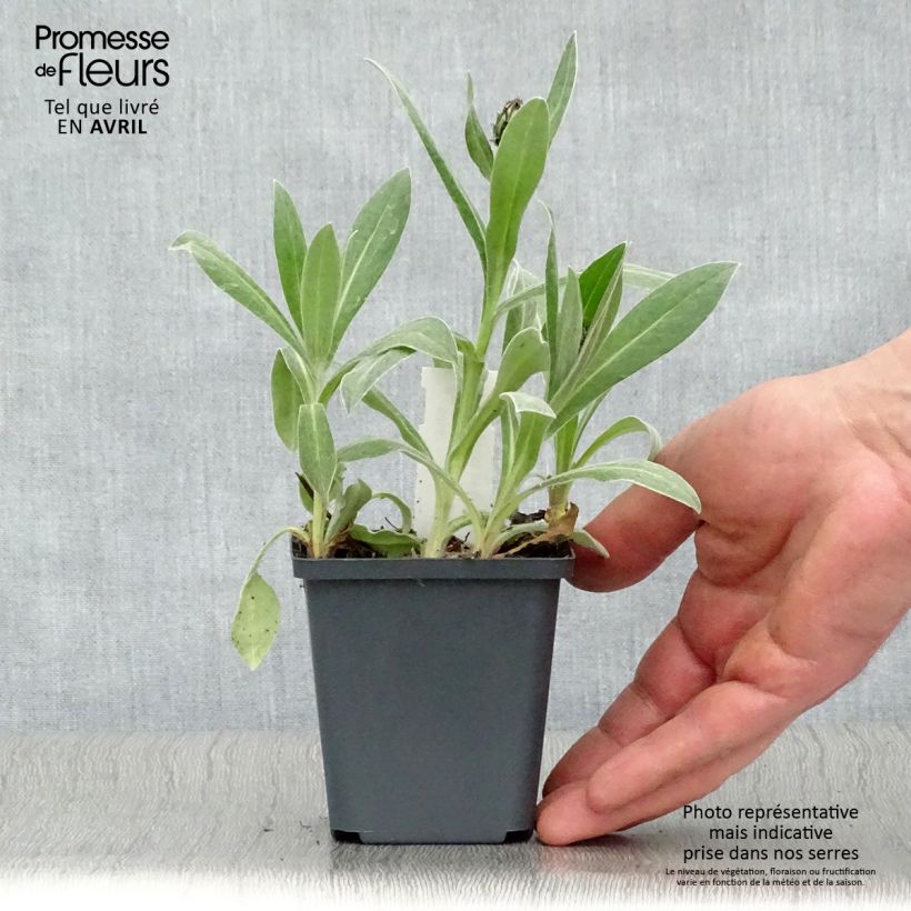 Centaurea montana Amethyst in Snow - Fiordaliso montano Vasetto da 8/9 cm esemplare consegnato in primavera