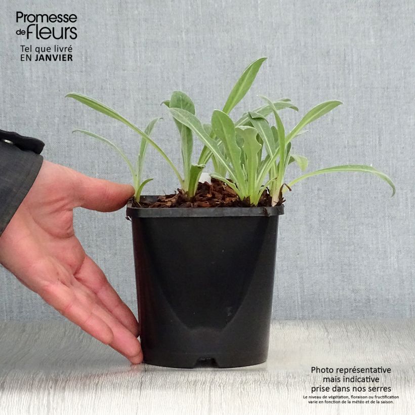 Centaurea montana Amethyst in Snow - Fiordaliso montano Vaso da 1,5L/2L esemplare consegnato in inverno