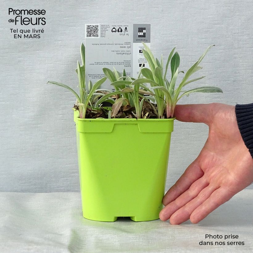 Centaurea montana Amethyst in Snow - Fiordaliso montano Vaso da 1,5L/2L esemplare consegnato in primavera