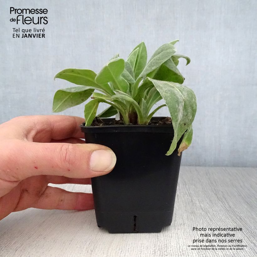 Centaurea montana Sulphurea - Fiordaliso montano Vasetto da 8/9 cm esemplare consegnato in inverno