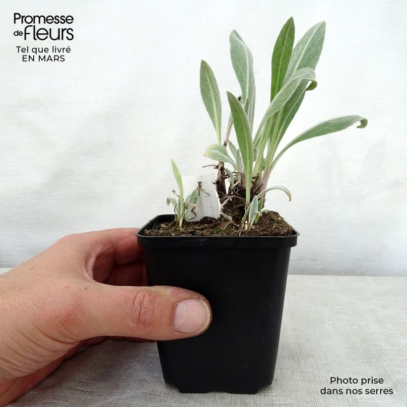 Centaurea montana Sulphurea - Fiordaliso montano Vasetto da 8/9 cm esemplare consegnato in primavera