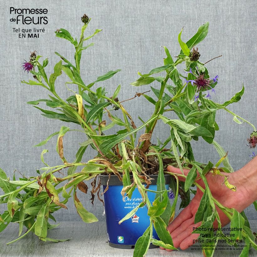 Centaurea montana Sulphurea - Fiordaliso montano Vaso da 2L/3L esemplare consegnato in primavera