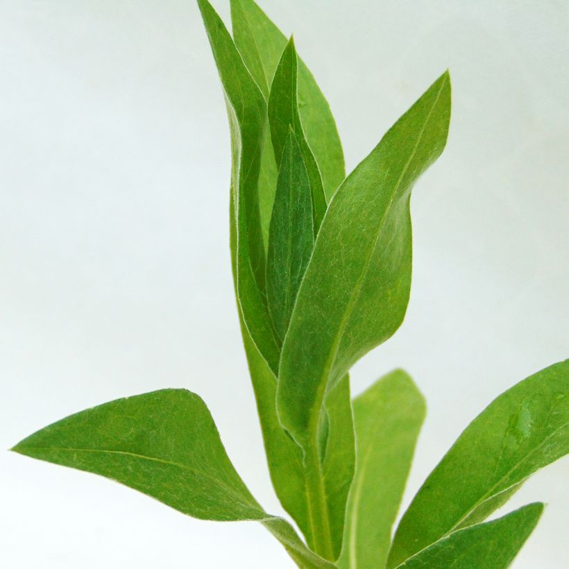 Centaurea montana Alba - Fiordaliso montano (Fogliame)