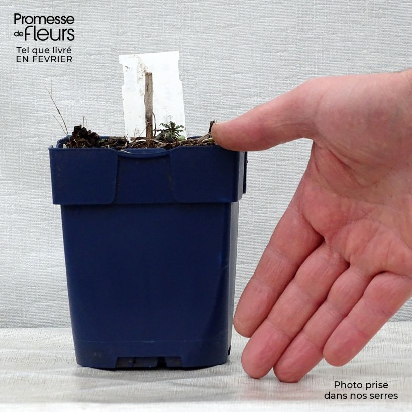 Centaurea montana Alba - Fiordaliso montano Vasetto da 8/9 cm esemplare consegnato in inverno