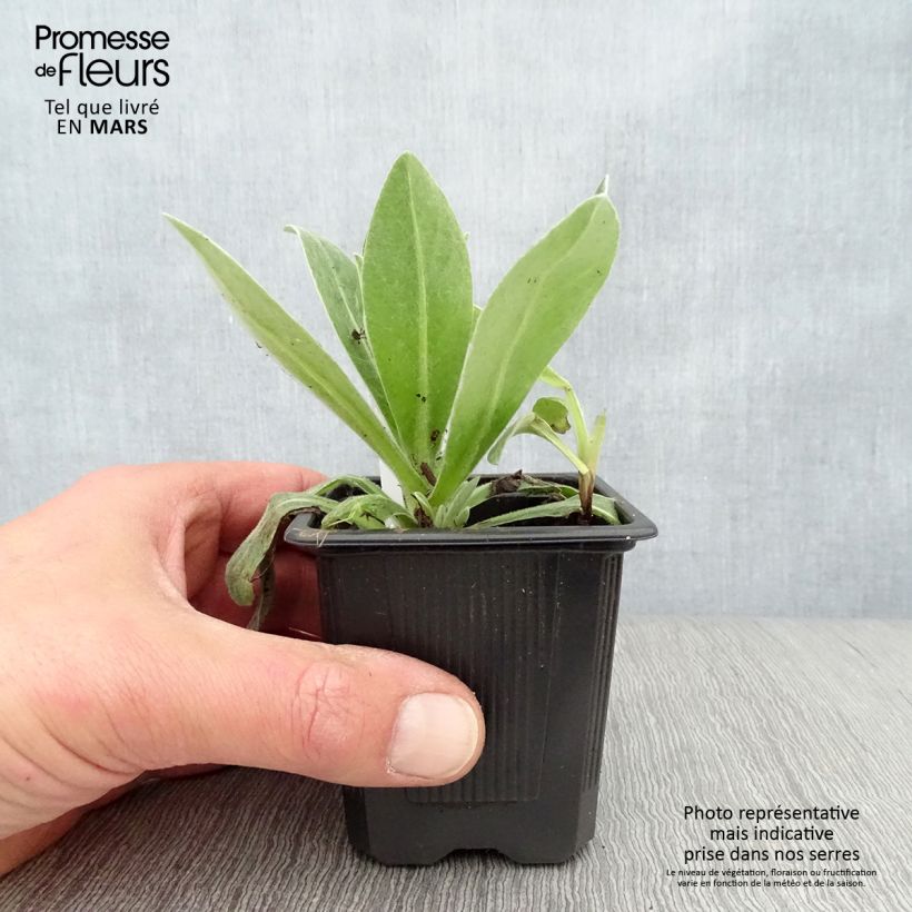 Centaurea montana Alba - Fiordaliso montano Vasetto da 8/9 cm esemplare consegnato in primavera