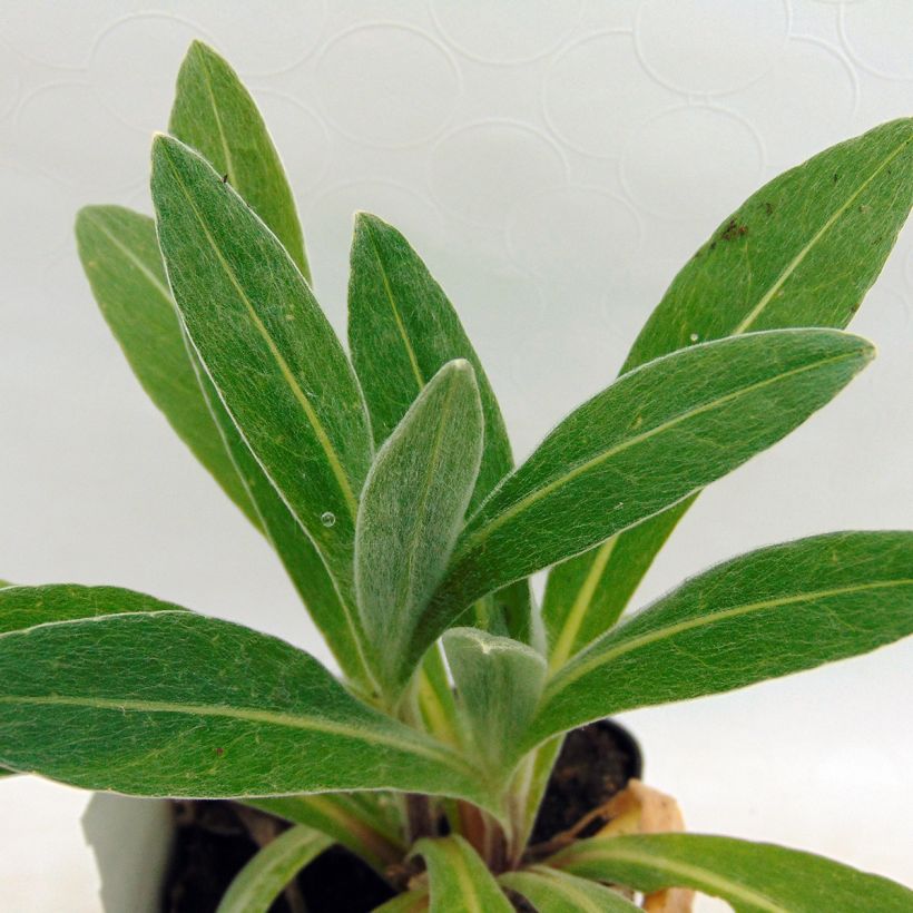 Centaurea montana Amethyst Dream - Fiordaliso montano (Fogliame)