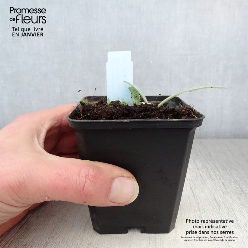 Centaurea montana Amethyst Dream - Fiordaliso montano Vasetto da 8/9 cm esemplare consegnato in inverno