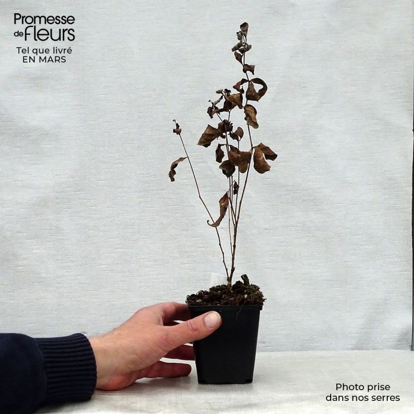 Centaurea montana Amethyst Dream - Fiordaliso montano Vasetto da 8/9 cm esemplare consegnato in primavera