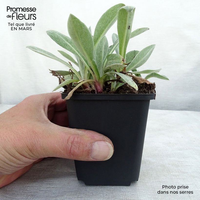 Centaurea montana Purple Heart - Fiordaliso montano Vasetto da 8/9 cm esemplare consegnato in inverno