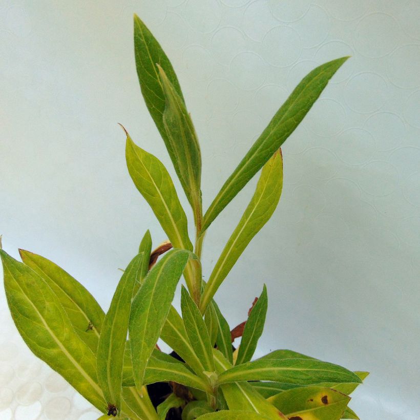 Centaurea montana Black Sprite - Fiordaliso montano (Fogliame)