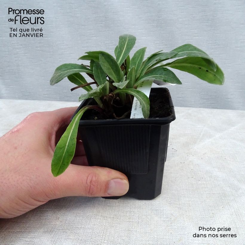 Centaurea montana Black Sprite - Fiordaliso montano Vasetto da 8/9 cm esemplare consegnato in inverno