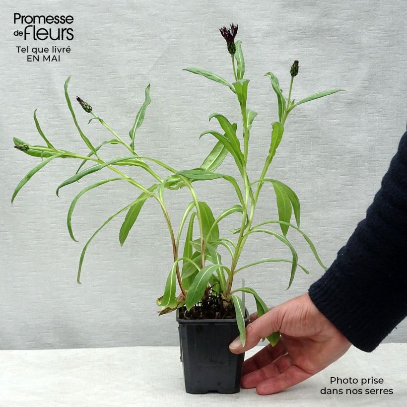 Centaurea montana Black Sprite - Fiordaliso montano Vasetto da 8/9 cm esemplare consegnato in primavera