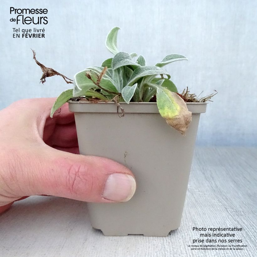 Centaurea montana Jordy - Fiordaliso montano Vasetto da 8/9 cm esemplare consegnato in inverno