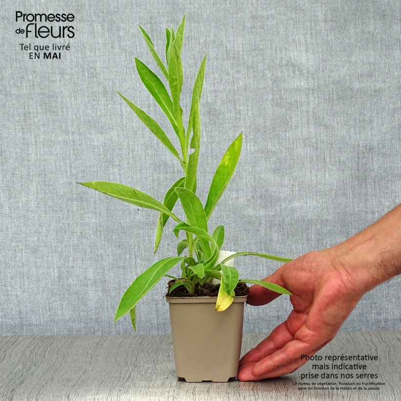 Centaurea montana Jordy - Fiordaliso montano Vasetto da 8/9 cm esemplare consegnato in primavera