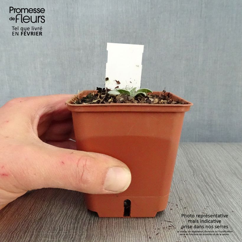 Centaurea montana Carnea - Fiordaliso montano Vasetto da 8/9 cm esemplare consegnato in inverno