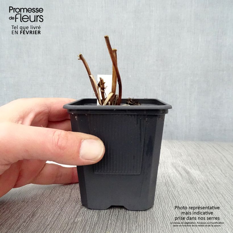 Macleaya cordata Flamingo Vasetto da 8/9 cm esemplare consegnato in inverno