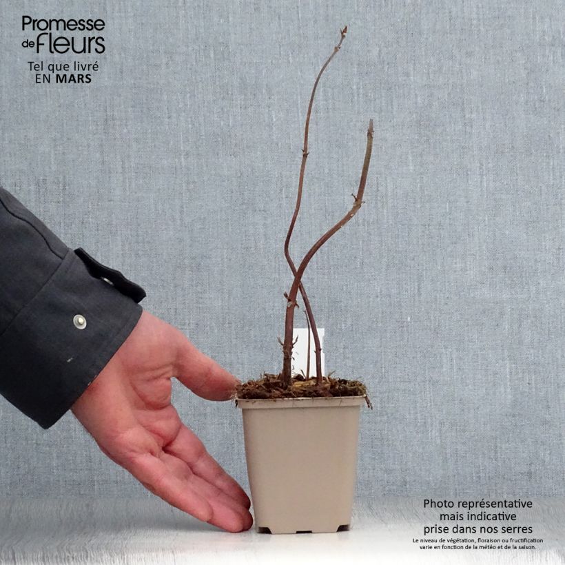 Boehmeria biloba Vasetto da 8/9 cm esemplare consegnato in primavera