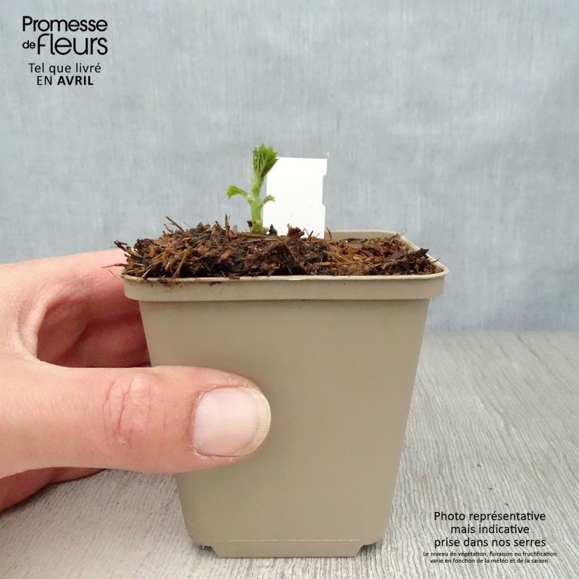 Boehmeria sieboldiana Vasetto da 8/9 cm esemplare consegnato in primavera