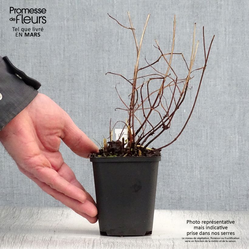 Boehmeria tricuspis Vasetto da 8/9 cm esemplare consegnato in primavera