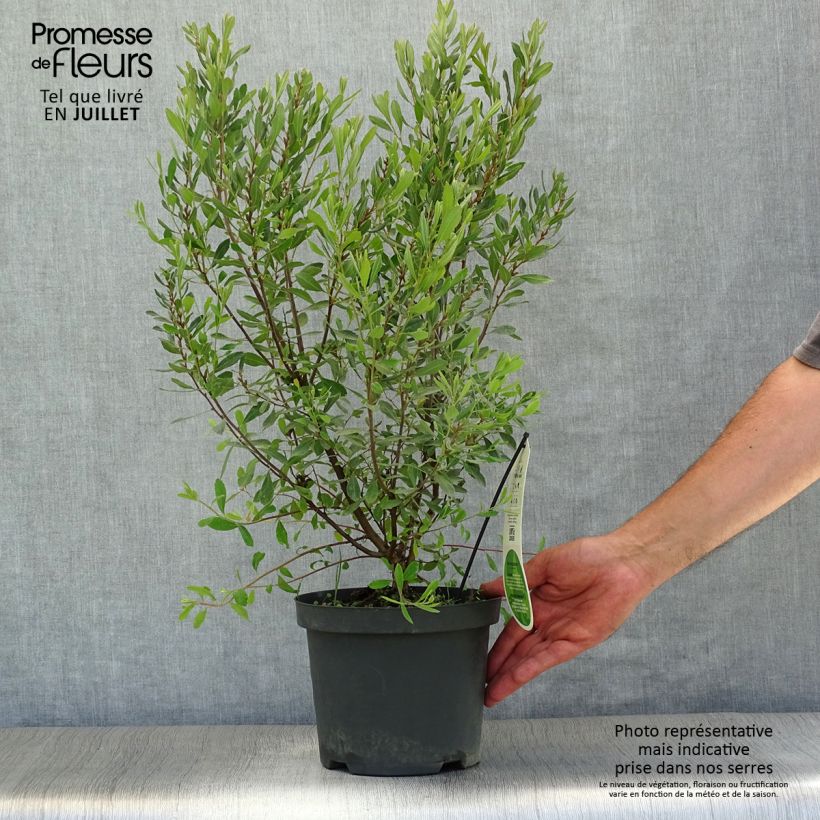 Esemplare di Myrica gale - Mirto di palude Vaso da 1,5L/2L consegnato in estate