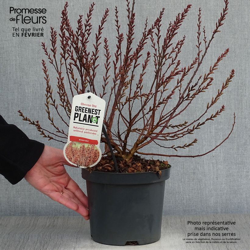 Myrica gale - Mirto di palude Vaso da 2L/3L esemplare consegnato in inverno