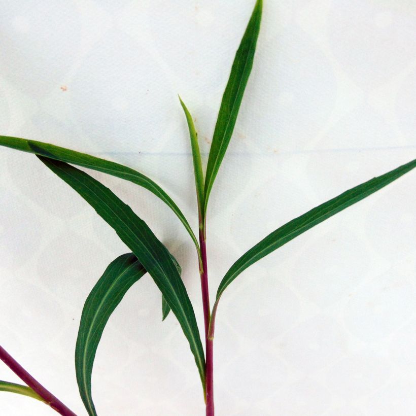 Boltonia asteroides Snowbank (Fogliame)