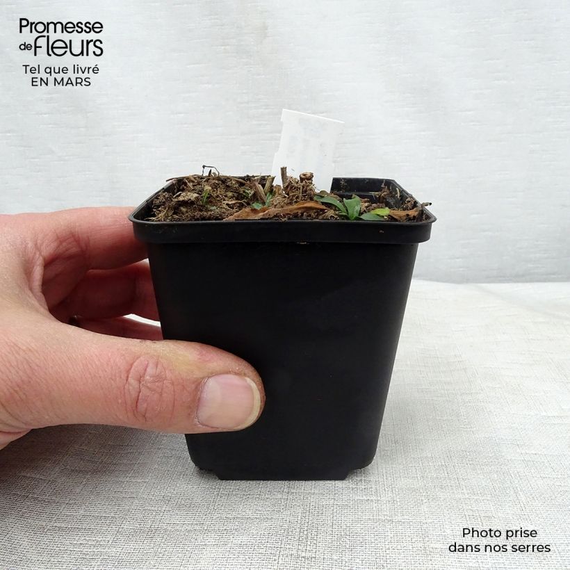 Boltonia asteroides Snowbank Vasetto da 8/9 cm esemplare consegnato in primavera