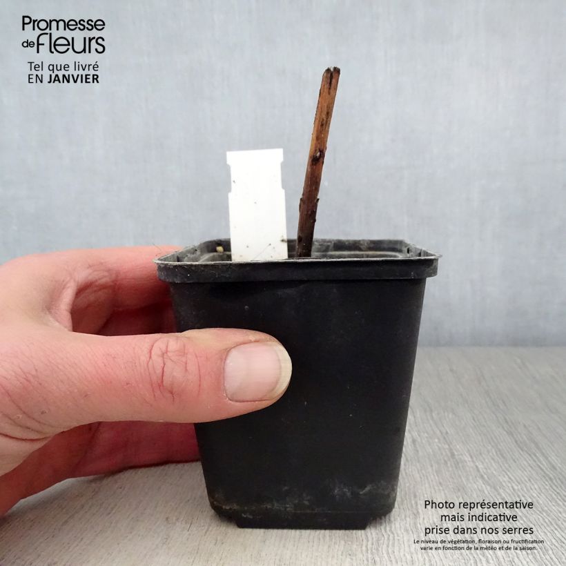 Boltonia asteroides Snowbank Vasetto da 8/9 cm esemplare consegnato in inverno