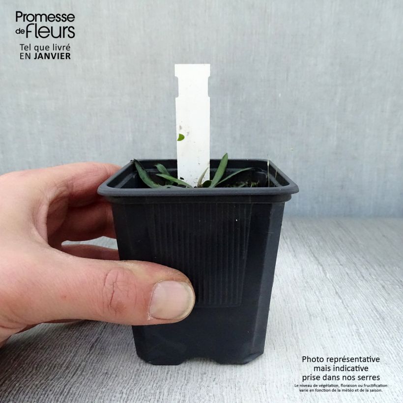 Boltonia asteroides Latisquama Vasetto da 8/9 cm esemplare consegnato in inverno