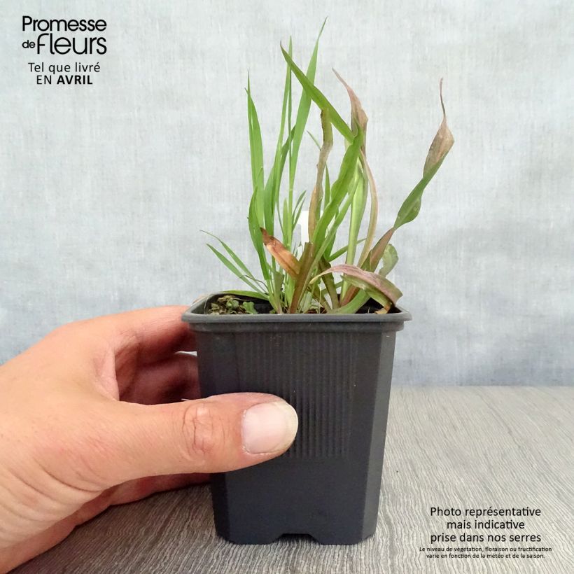 Boltonia asteroides Latisquama Vasetto da 8/9 cm esemplare consegnato in primavera