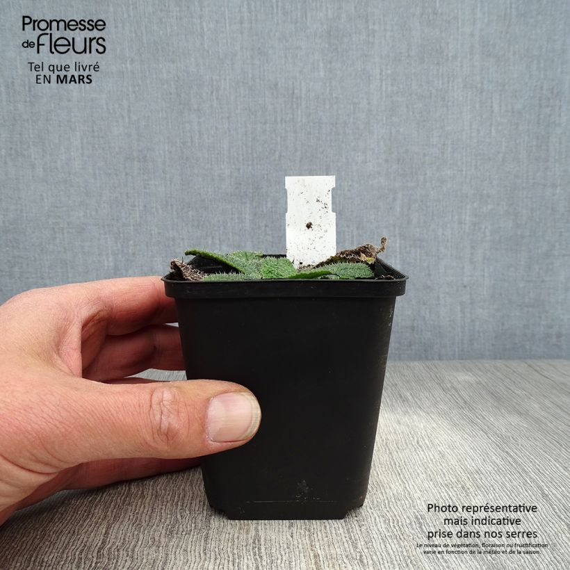 Borago pygmaea - Borragine di Sardegna Vasetto da 8/9 cm esemplare consegnato in primavera