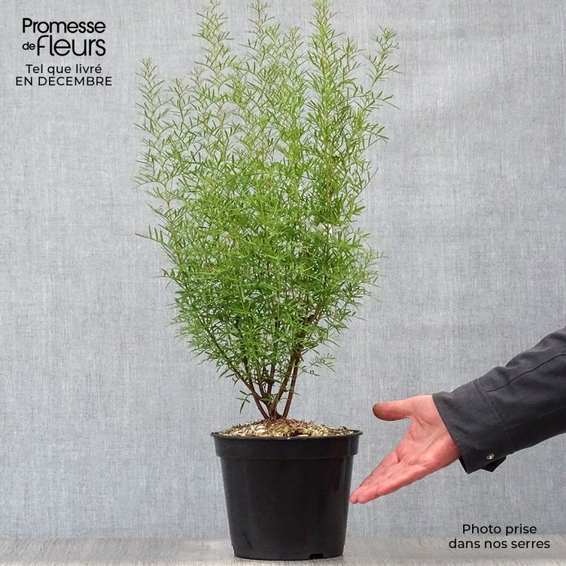 Boronia heterophylla Vaso da 3L/4L esemplare consegnato in inverno