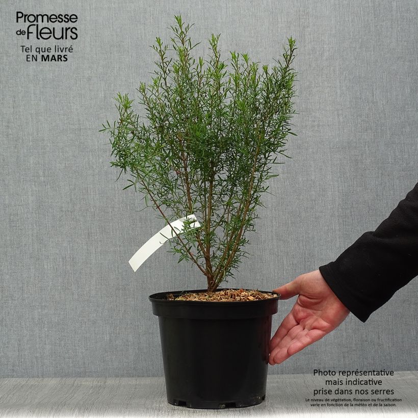 Boronia heterophylla Vaso da 3L/4L esemplare consegnato in primavera