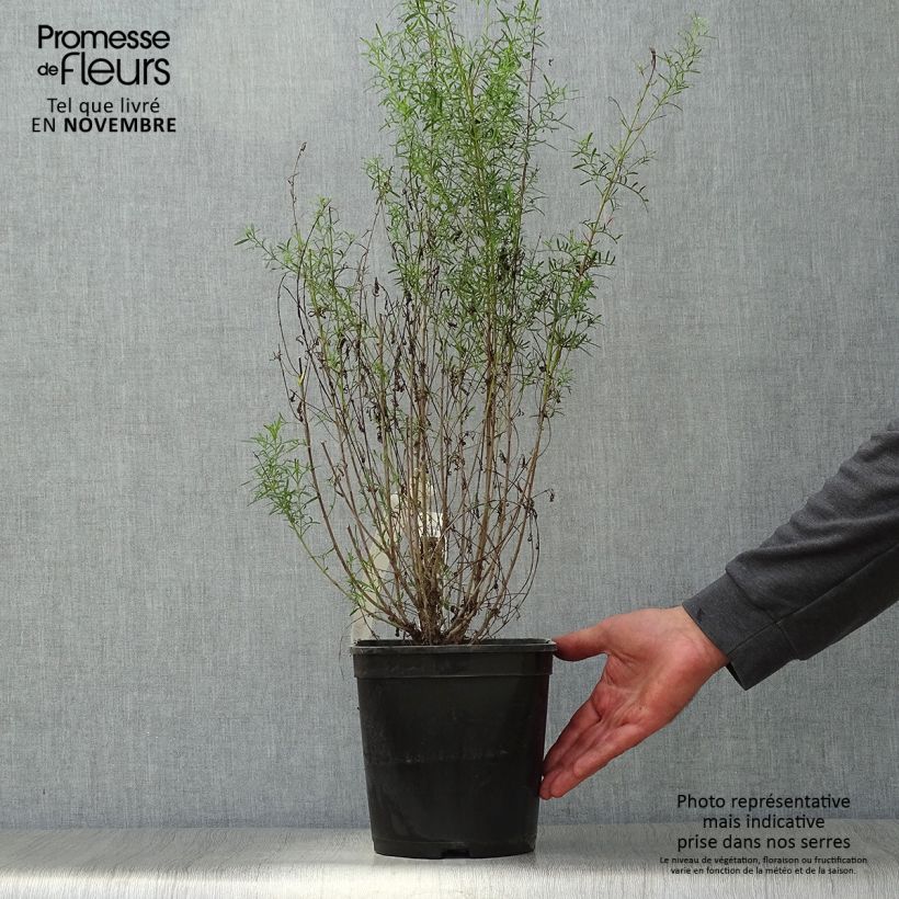 Esemplare di Boronia heterophylla Ice Charlotte Vaso da 4L/5L come consegnato in autunno