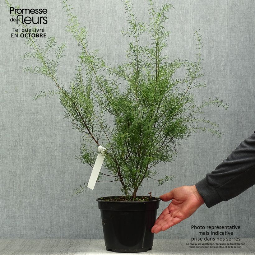 Esemplare di Boronia megastigma Tui Vaso da 4L/5L come consegnato in autunno