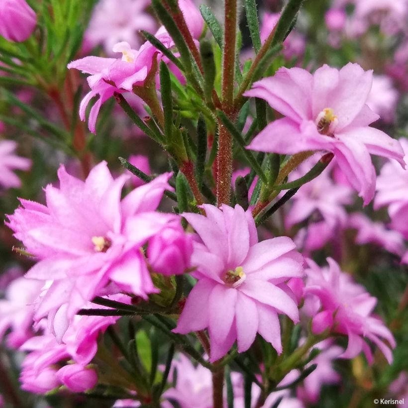 Boronia pilosa Rose Blossom (Fioritura)