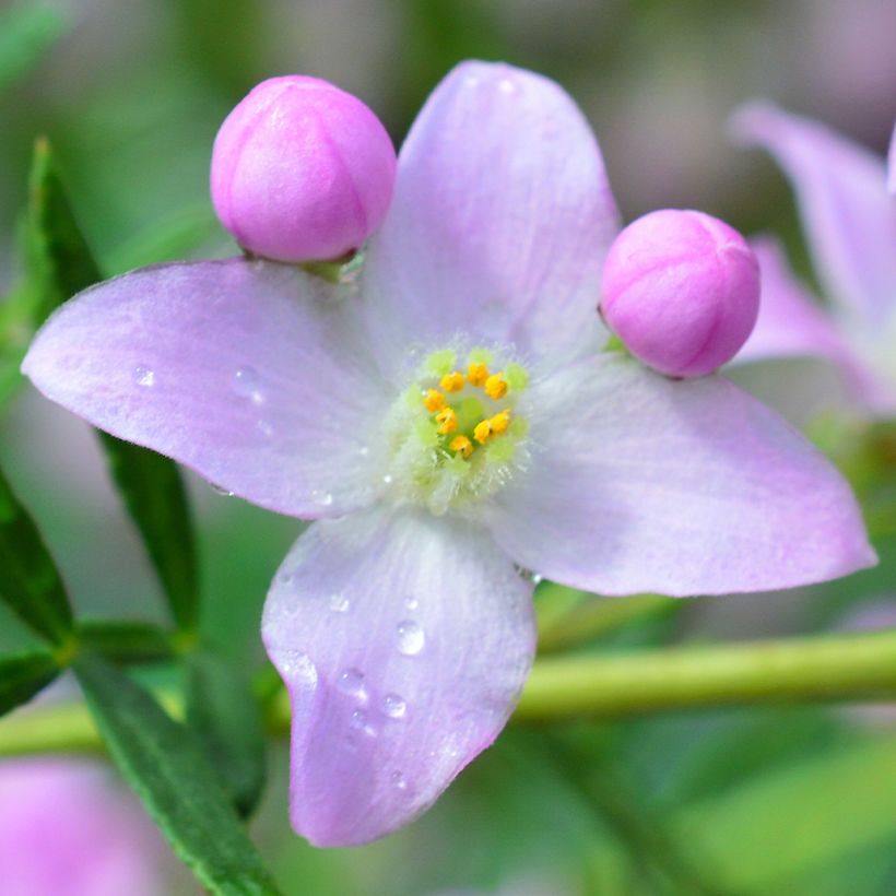 Boronia pinnata var. muelleri (Fioritura)