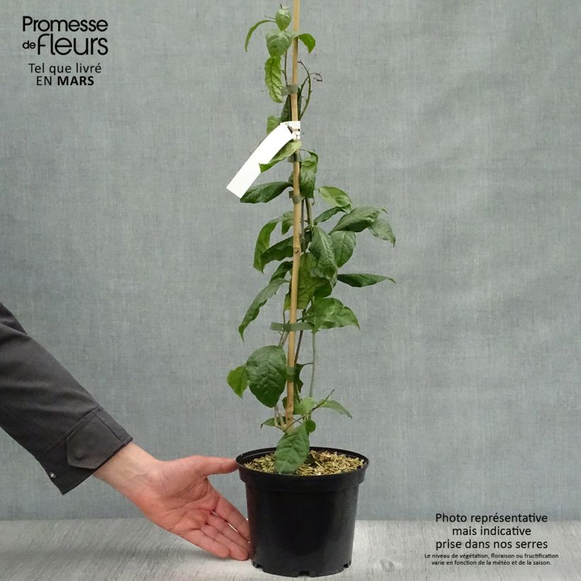 Bougainvillea Violet de Meze Vaso da 3L/4L esemplare consegnato in primavera