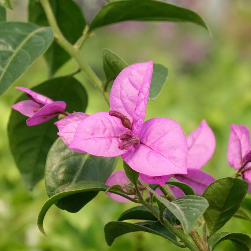 Bougainvillea Violet de Meze (Fioritura)
