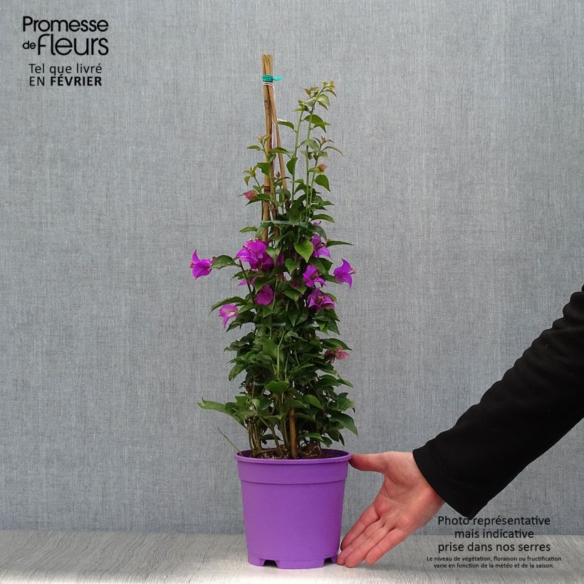 Bougainvillea glabra Sanderiana Vaso da 2L/3L esemplare consegnato in inverno