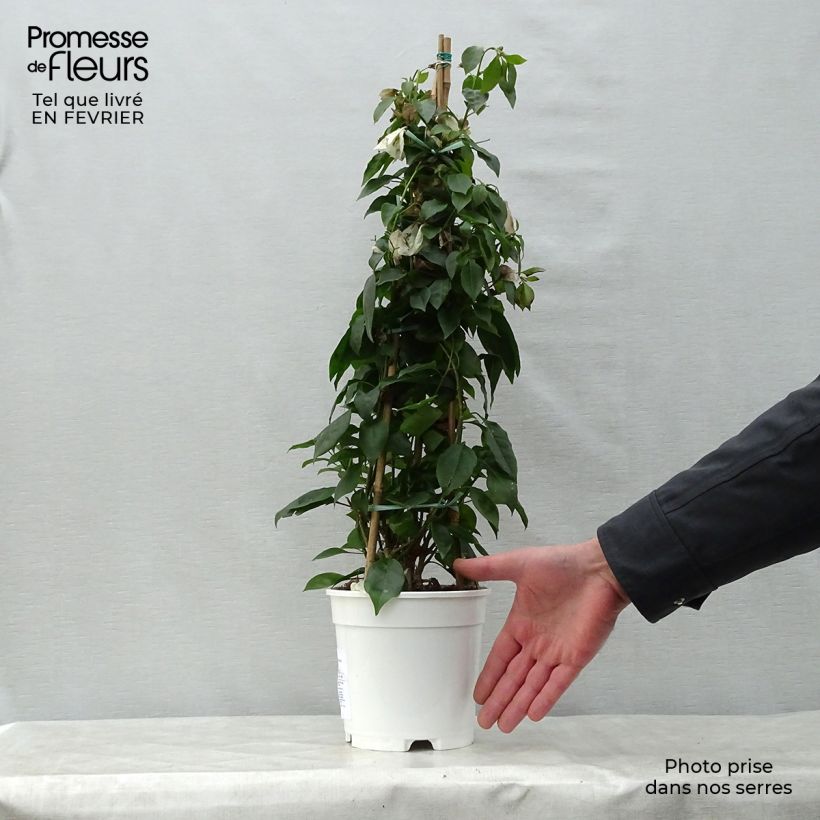 Bougainvillea spectabilis Bianco Vaso da 2L/3L esemplare consegnato in inverno