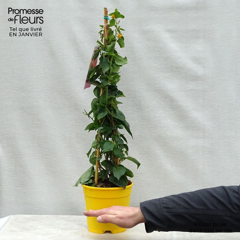 Bougainvillea spectabilis Giallo Vaso da 2L/3L esemplare consegnato in inverno