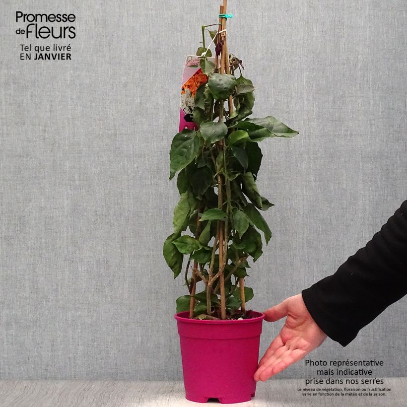 Bougainvillea spectabilis Porpora violaceo Vaso da 2L/3L esemplare consegnato in inverno