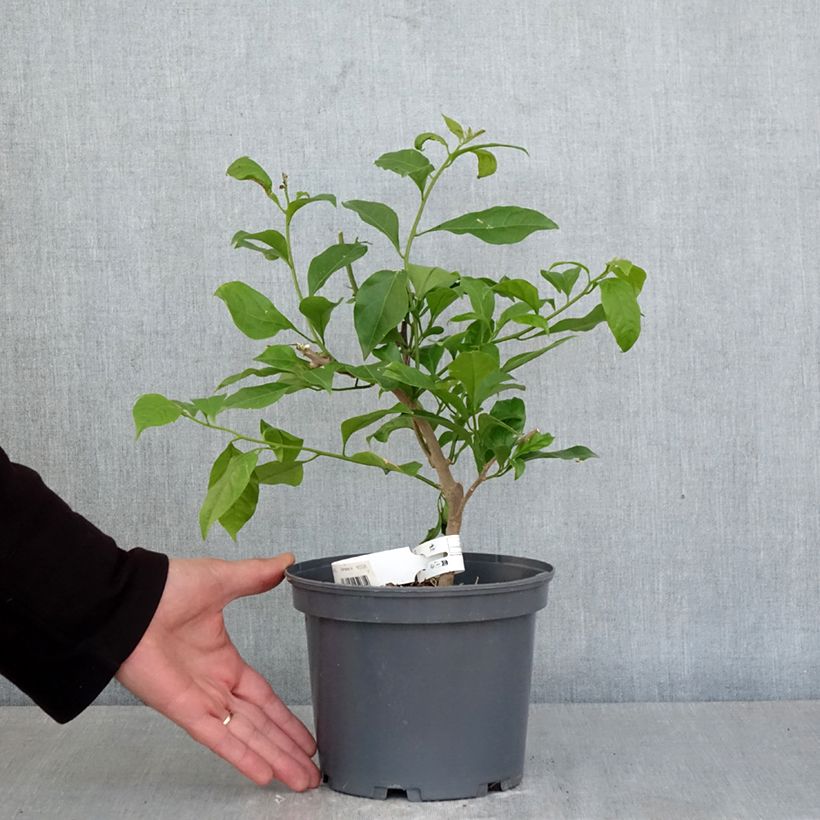 Bougainvillea Violet de Meze Vaso da 3L/4L esemplare consegnato in primavera