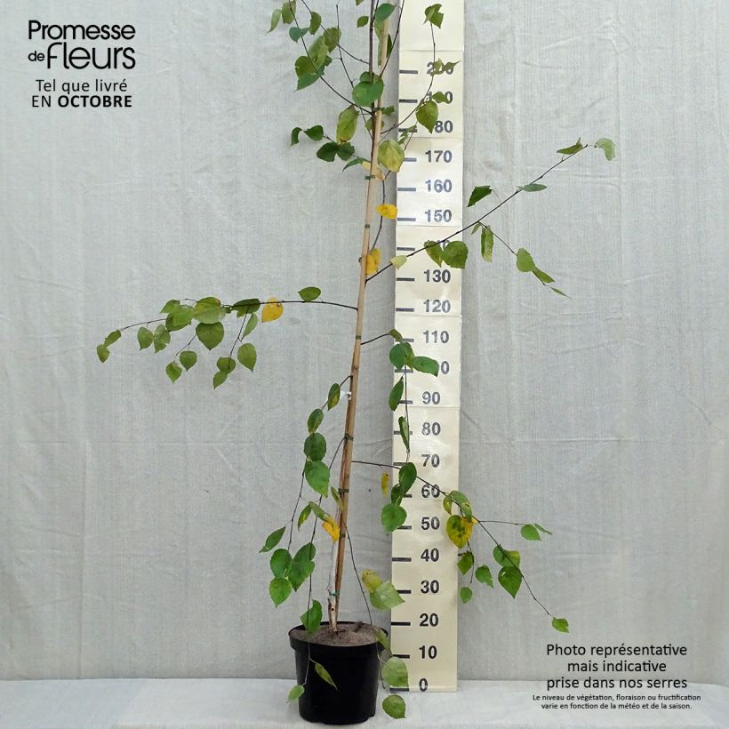 Esemplare di Betula utilis var. jacquemontii - Betulla dell’Himalaya Vaso da 4L/5L come consegnato in autunno