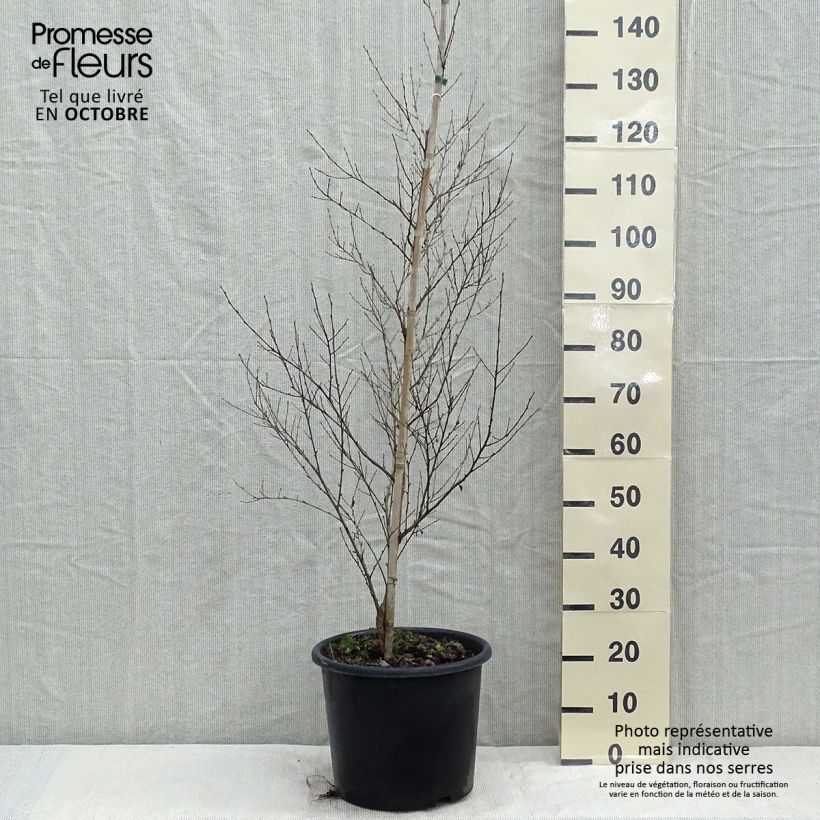 Esemplare di Betula nigra - Betulla nera Vaso da 12L/15L come consegnato in autunno