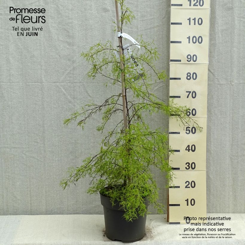 Betula pendula Karaca - Betulla bianca Vaso da 7,5L/10L esemplare consegnato in primavera