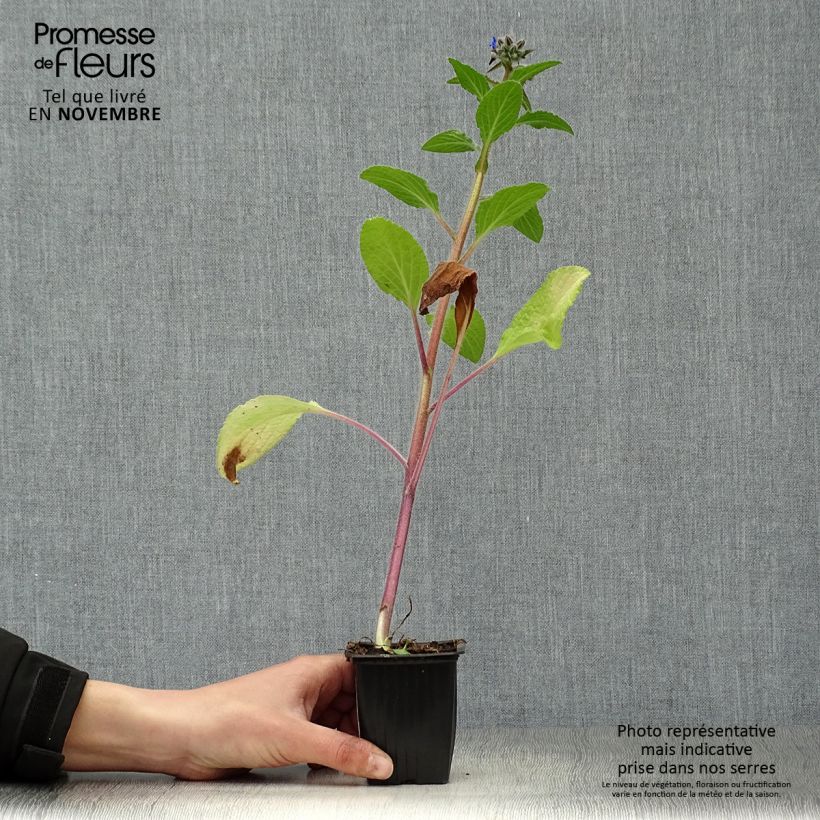 Esemplare di Borago officinalis Bio - Borragine comune Vasetto da 7/8 cm come consegnato in autunno