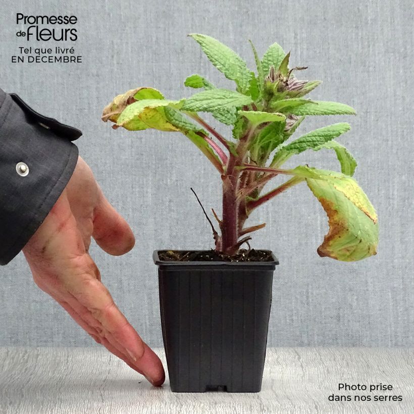 Borago officinalis Bio - Borragine comune Vasetto da 7/8 cm esemplare consegnato in inverno