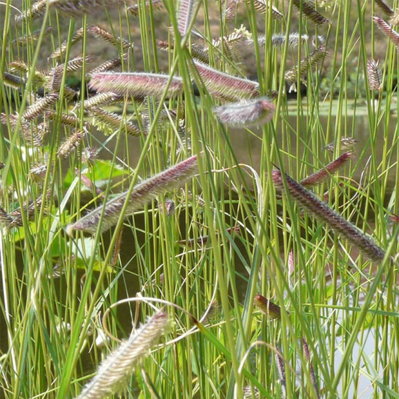 Bouteloua gracilis (Fioritura)
